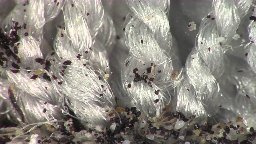 Fleas in carpet